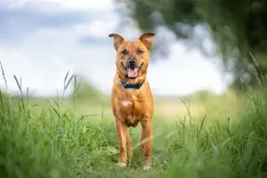 Nora - niewielka, domowa, młodziutka sunia!