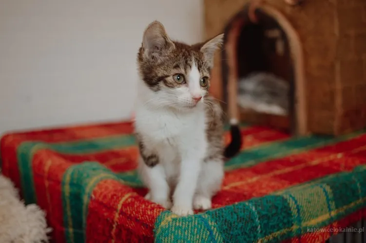 slodkie-kociaki-wesole-rezolutne-maluchy-81577-katowice-foto.webp