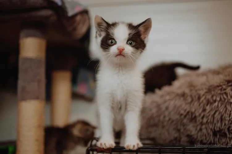 slodkie-kociaki-wesole-rezolutne-maluchy-81577-katowice-na-sprzedaz.webp