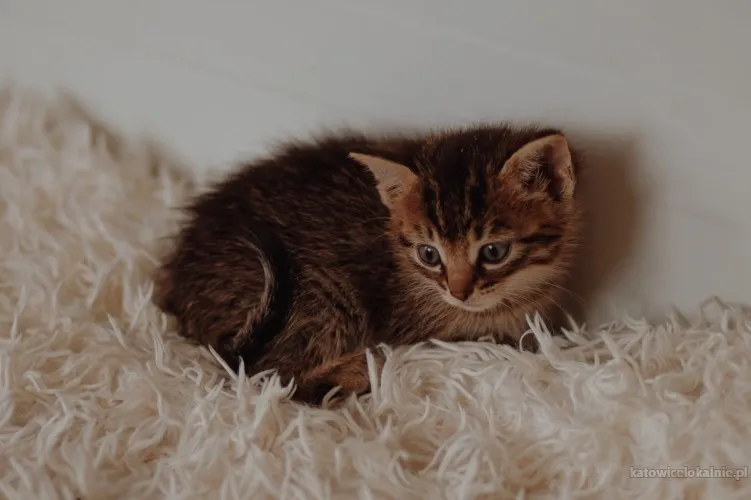 slodkie-kociaki-wesole-rezolutne-maluchy-81577-katowice.webp