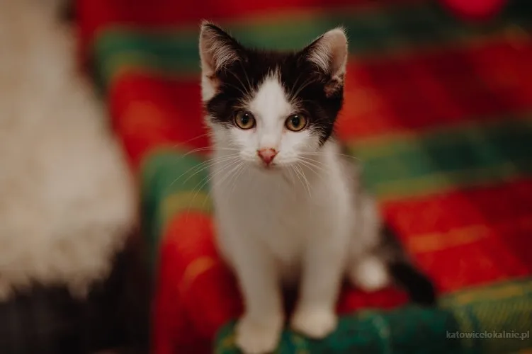slodkie-kociaki-wesole-rezolutne-maluchy-81577-koty.webp