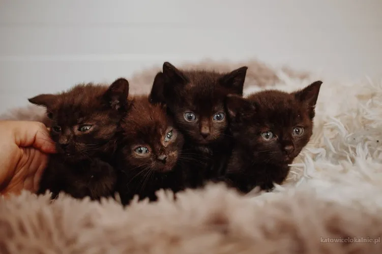 slodkie-kociaki-wesole-rezolutne-maluchy-81577-sprzedam.webp