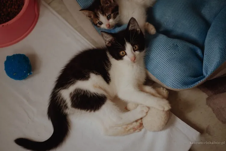 slodkie-kociaki-wesole-rezolutne-maluchy-81577-zdjecia.webp