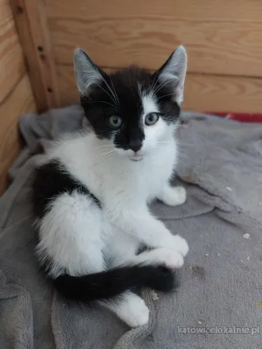 fantastyczny-kociak-wrobelek-szuka-domu-na-zawsze-81579-sprzedam.webp