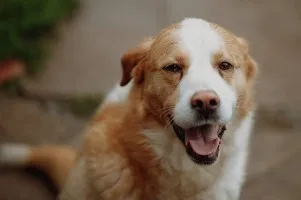 Wielki pies o gołębim sercu - Bohun!