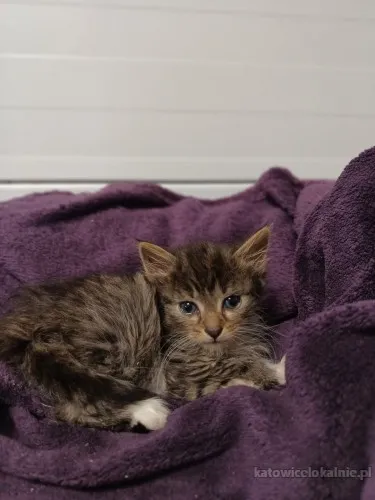 8-tygodniowa-koteczka-jagodka-81843-koty.webp