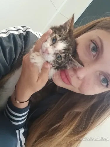 12-tygodniowa-koteczka-anabel-szuka-domu-81844-katowice.webp