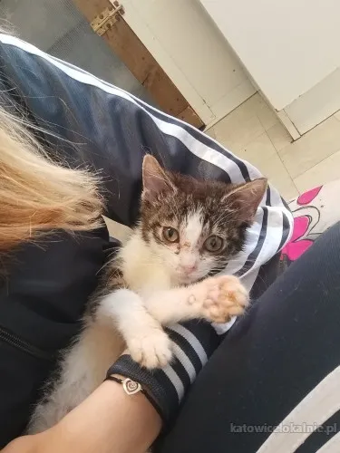 12-tygodniowa-koteczka-anabel-szuka-domu-81844-sprzedam.webp
