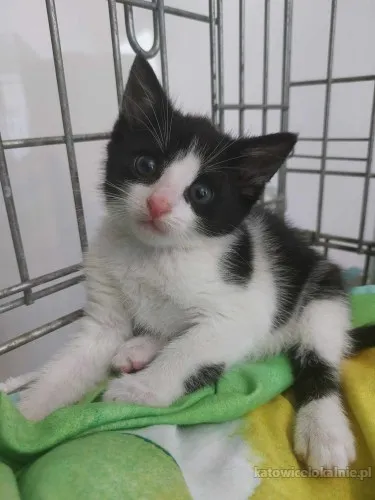 kitty-8-tygodniowa-slodka-koteczka-szuka-domu-81846-sprzedam.webp