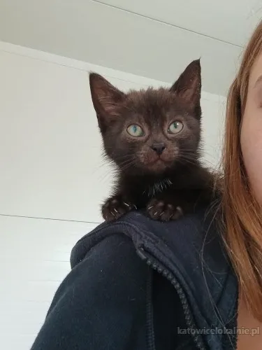 norka-9-tygodniowy-koci-ideal-81847-katowice-foto.webp
