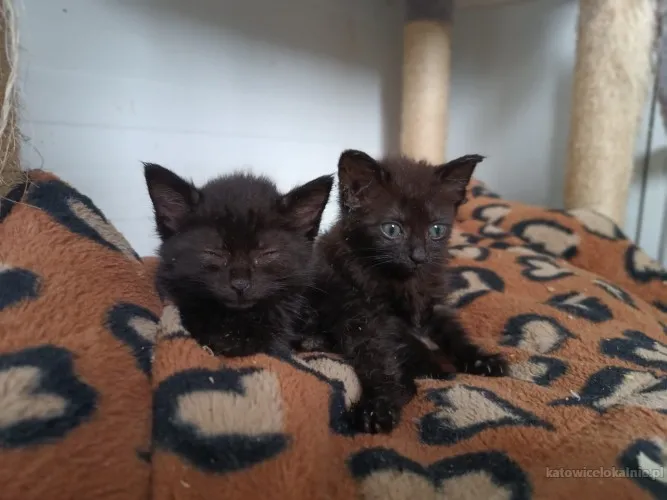 10-tygodniowe-wesole-kochane-kociaki-do-adopcji-82149-sprzedam.webp