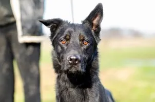 Niekonfliktowy Mars, cudowny, nietuzinkowy pies!