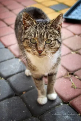 mari-lagodna-spokojna-koteczka-szuka-domu-82323-sprzedam.webp