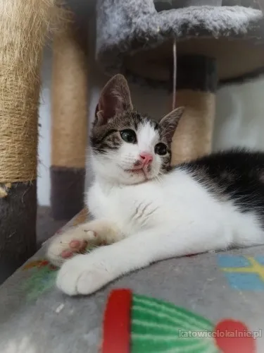 3-miesieczna-jezynka-wesola-kicia-do-adopcji-82324-koty.webp