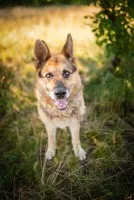 Flapy - niekonfliktowy, łagodny owczarek do adopcji!