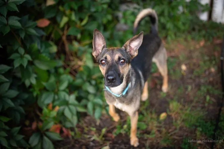 dingo-zwykly-niezwykly-psiak-szuka-domu-82474-katowice-foto.webp