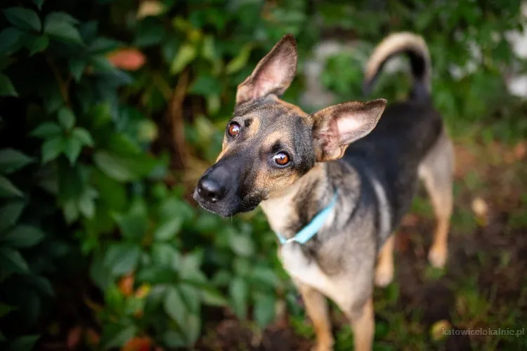 dingo-zwykly-niezwykly-psiak-szuka-domu-82474-katowice.webp
