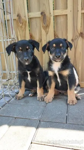 Jaś i Jacuś - 8 tygodniowe SZCZENIAKI do adopcji!