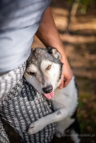 niskopodlogowy-misio-lagodny-przyjazny-psiak-82800-katowice.webp