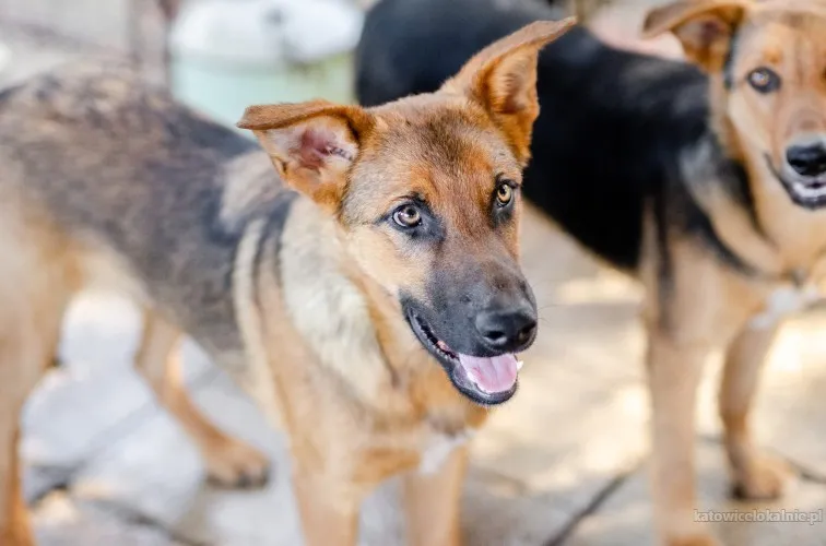 bobi-wesoly-szczeniak-szuka-domu-82867-katowice.webp