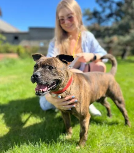 franek-wesoly-wychowany-staffik-mix-szuka-domu-82894-katowice-foto.webp