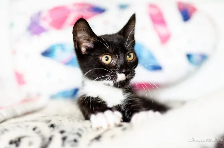 mona-4-miesieczna-wesola-koteczka-82959-katowice.webp