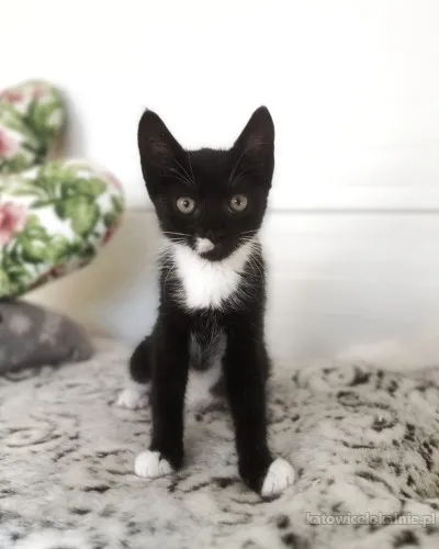mona-4-miesieczna-wesola-koteczka-82959-sprzedam.webp