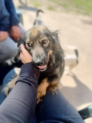 usio-cudowny-lagodny-wyjatkowy-psiak-82981-katowice.webp