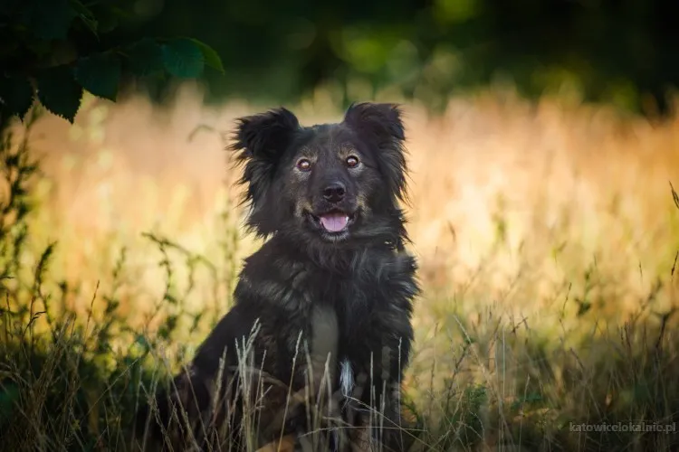 usio-cudowny-lagodny-wyjatkowy-psiak-83028-katowice-foto.webp