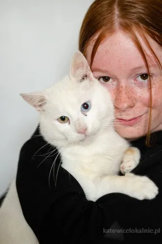 pruszek-przepiekny-towarzyski-kotek-83278-sprzedam.webp
