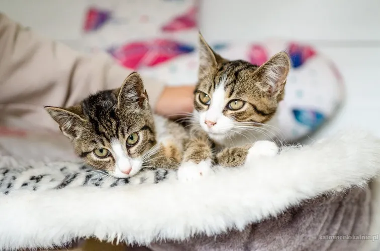 kania-kocia-perelka-szuka-kochajacego-domu-83423-sprzedam.webp