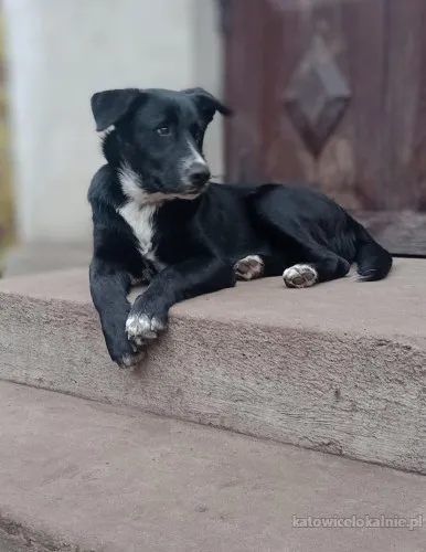oreo-wesoly-przyjazny-szczeniak-szuka-domu-83908-katowice-foto.webp