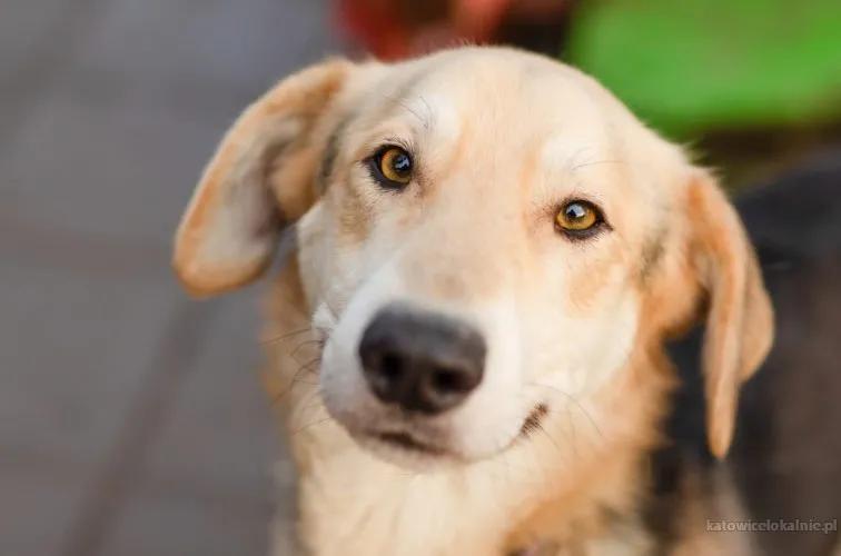 baster-kochany-niekonfliktowy-psi-dzieciak-84010-katowice.webp