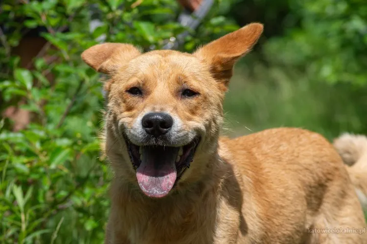 aki-zrownowazony-niekonfliktowy-pies-do-pokochania-84091-zdjecia.webp