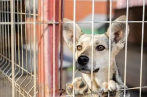 Milka - wesoła, przyjazna, kochająca życie sunia!