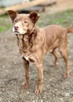 Reksio, niekonfliktowy, czekoladowy psiak!