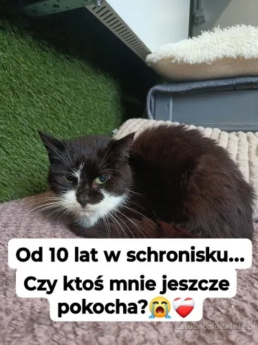cudowna-delikatna-spokojna-koteczka-plotka-85161-koty.webp
