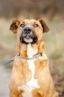 Fantastyczny Doniu - wesoły pies szuka domu!