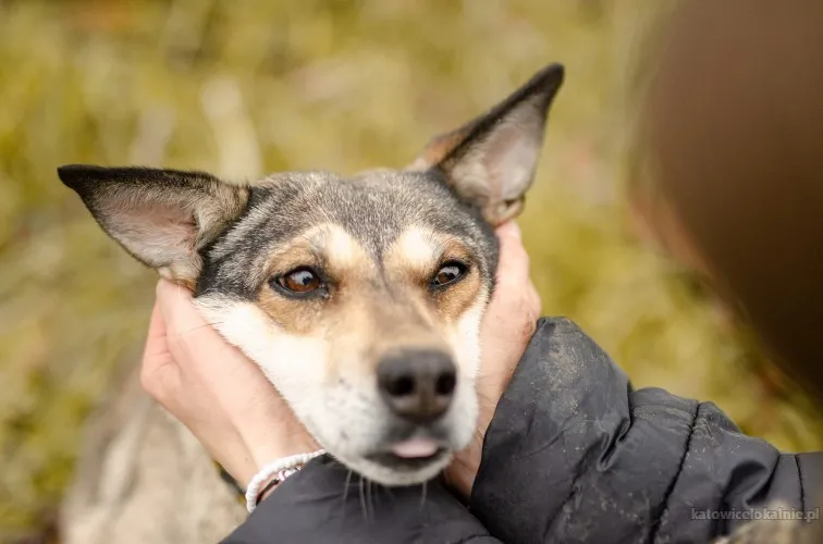 mika-kochana-przemila-sunia-szuka-domu-85818-psy.webp