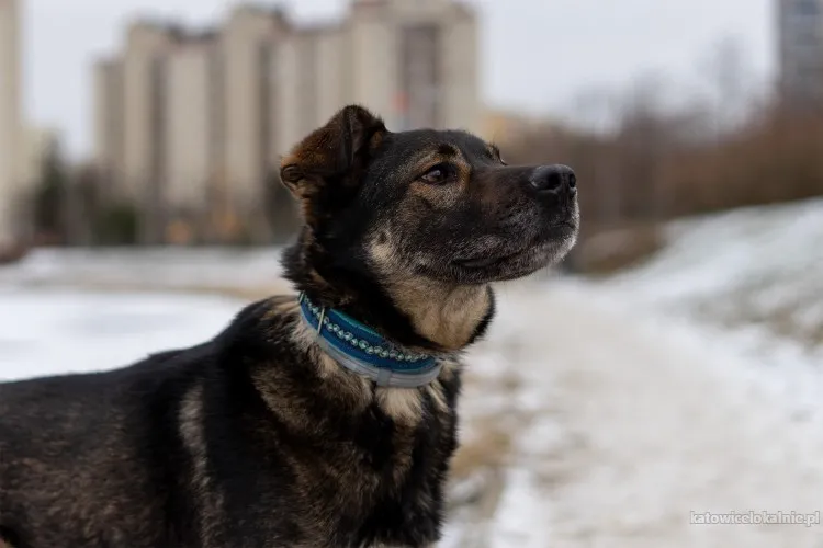 ami-wychowany-domowy-przyjazny-pies-86028-katowice-foto.webp