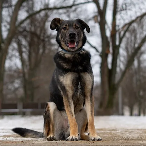 Ami - wychowany, domowy, przyjazny pies!