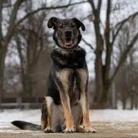 Ami - wychowany, domowy, przyjazny pies!