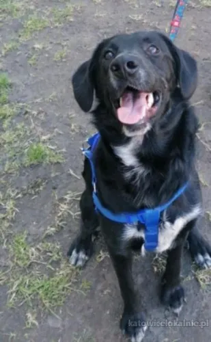 Ramzes - młodziutki, domowy, rodzinny psiak