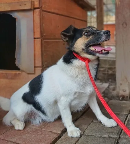 Maleńka, przerażona Suzi BŁAGA o dom!