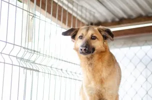 Jessi - kochana, młodziutka sunia z łaciatym noskiem!