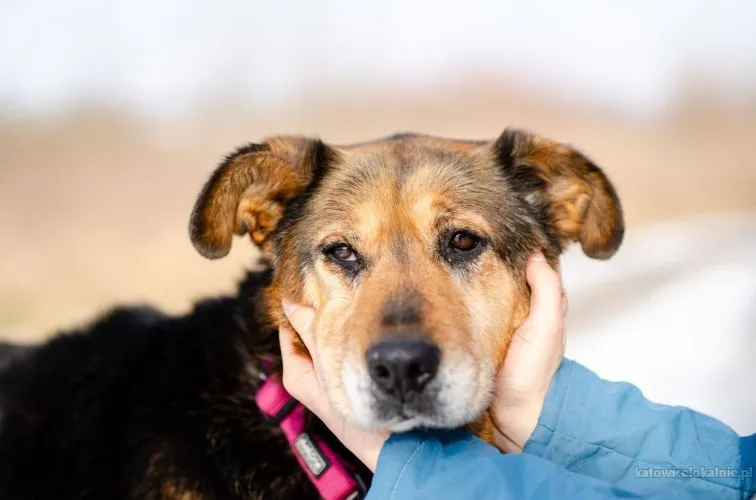 Lina - czułość na czterech łapkach BŁAGA o dom!