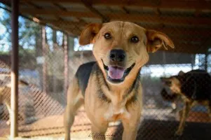 Aron - uratowany z łańcucha, od kilku lat w schronisku POMOCY