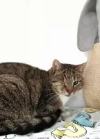 Oczko - cudowna koteczka pilnie szuka domu!