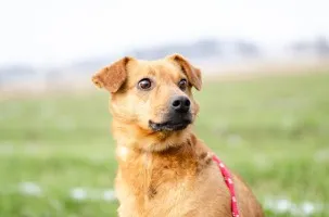 Rożek - cudowny psiak szuka pilnie kochajacego domu!