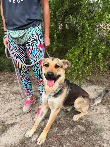 Magnus - młodziutki, kochany oczarkowaty dzieciak